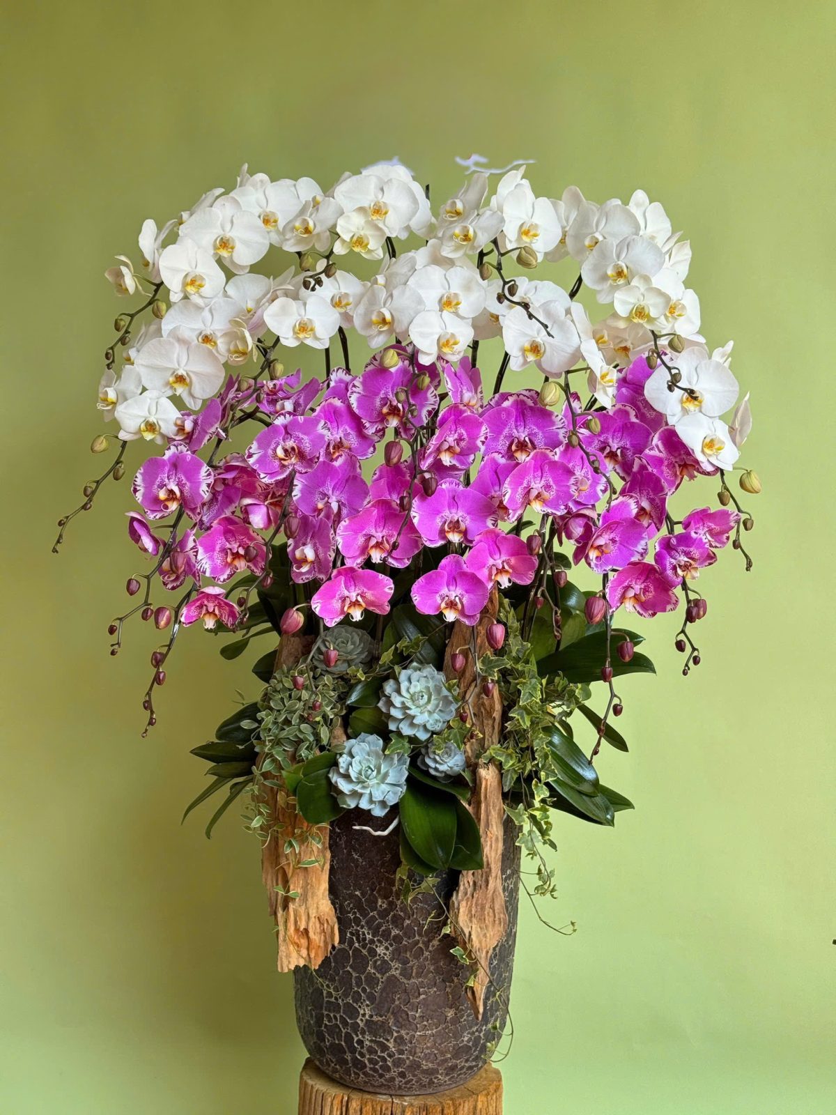 Chậu lan hồ điệp dáng cao