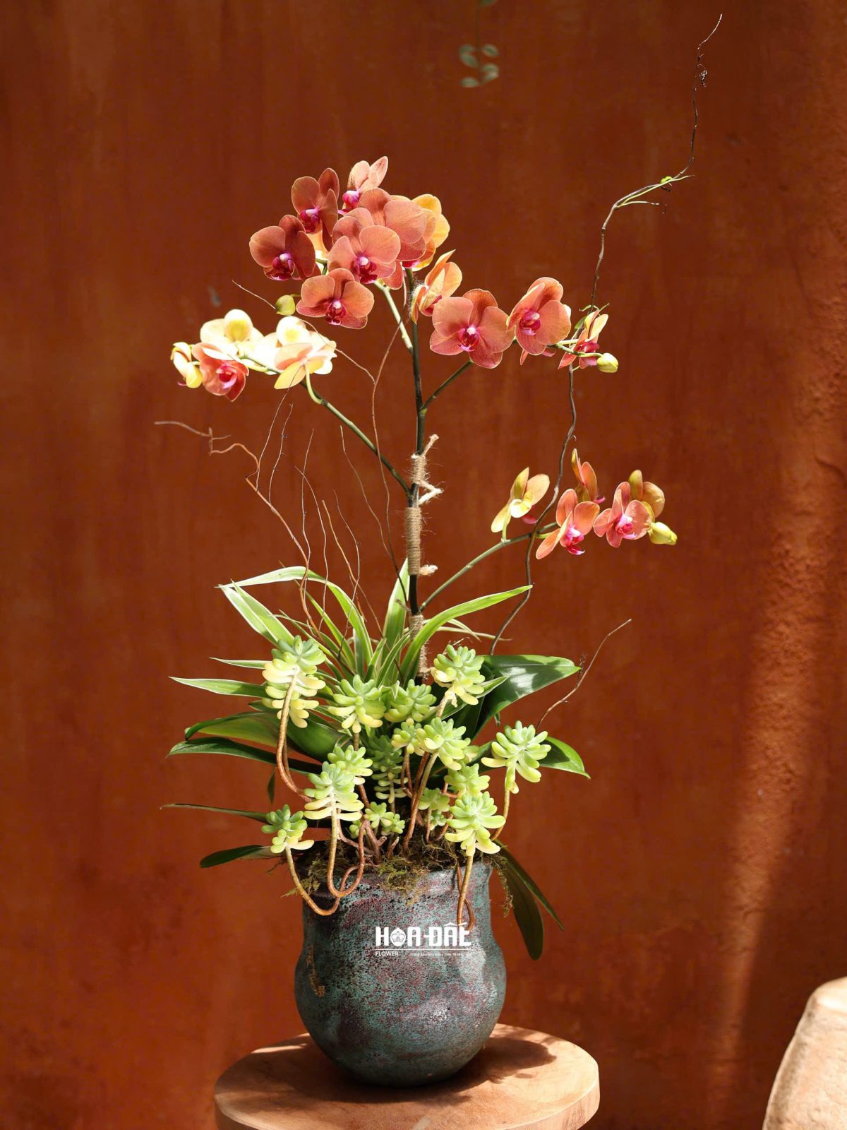 Chậu lan hồ điệp để bàn 1 cây