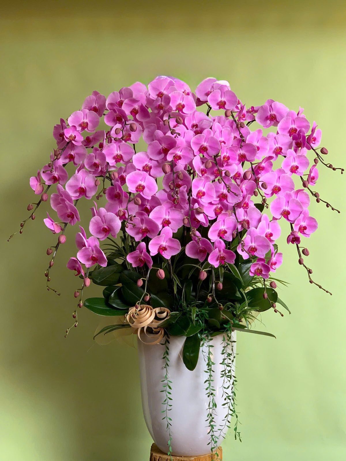 Chậu lan hồ điệp hồng dáng cao