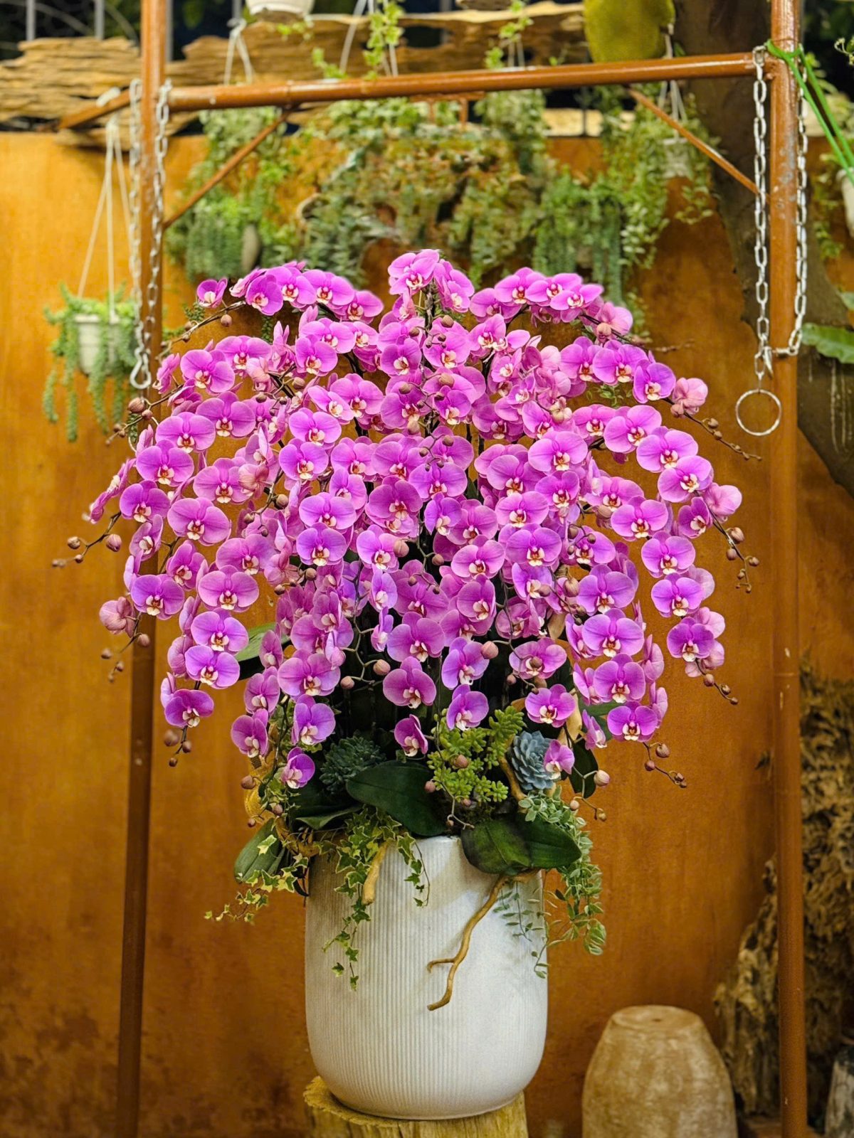 Chậu lan hồ điệp hồng dáng cao