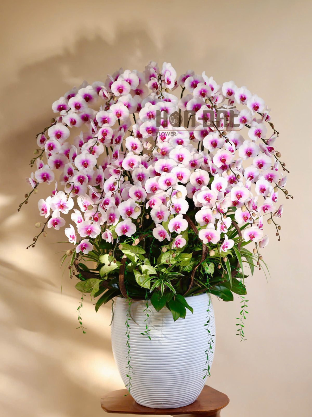 Chậu lan hồ điệp hồng dáng cao