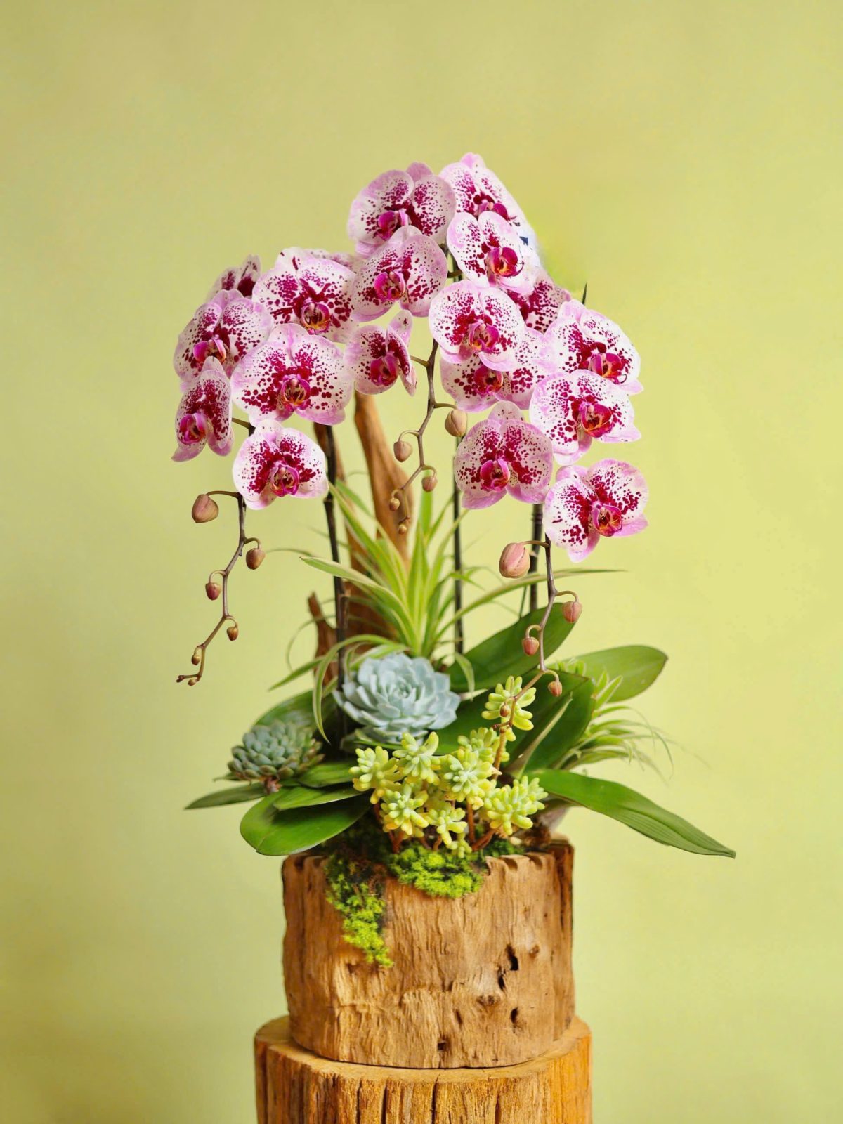 Chậu lan hồ điệp hồng để bàn