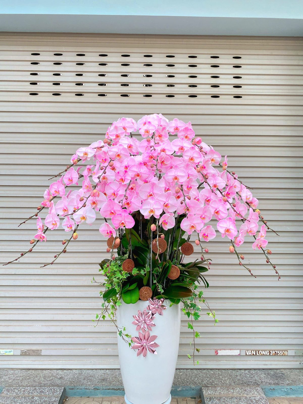 Chậu lan hồ điệp hồng nhuộm dáng cao