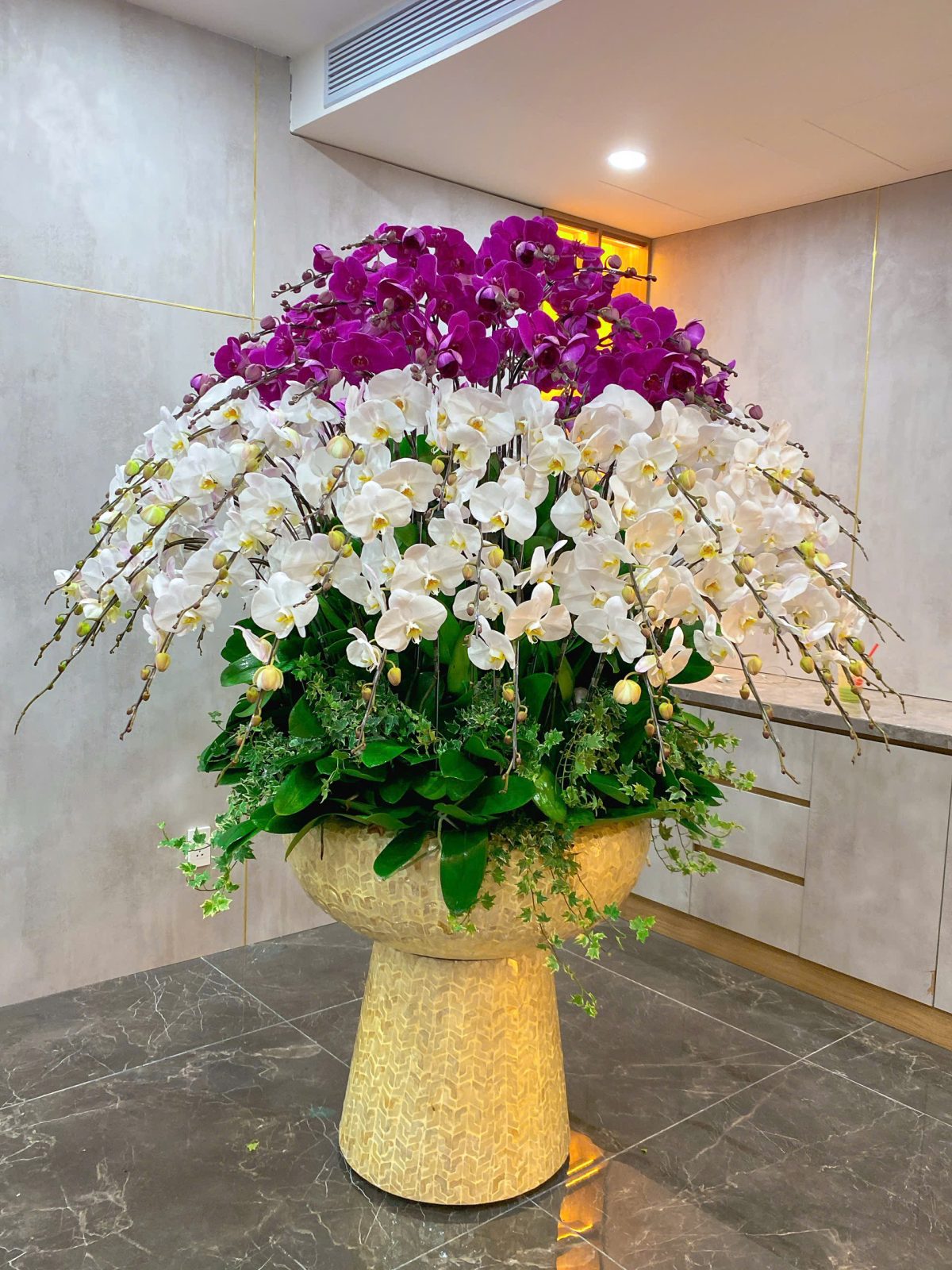 Chậu lan hồ điệp mix màu 100 cành