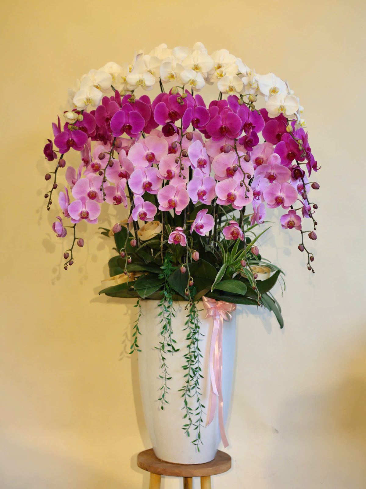 Chậu lan hồ điệp mix màu dáng cao