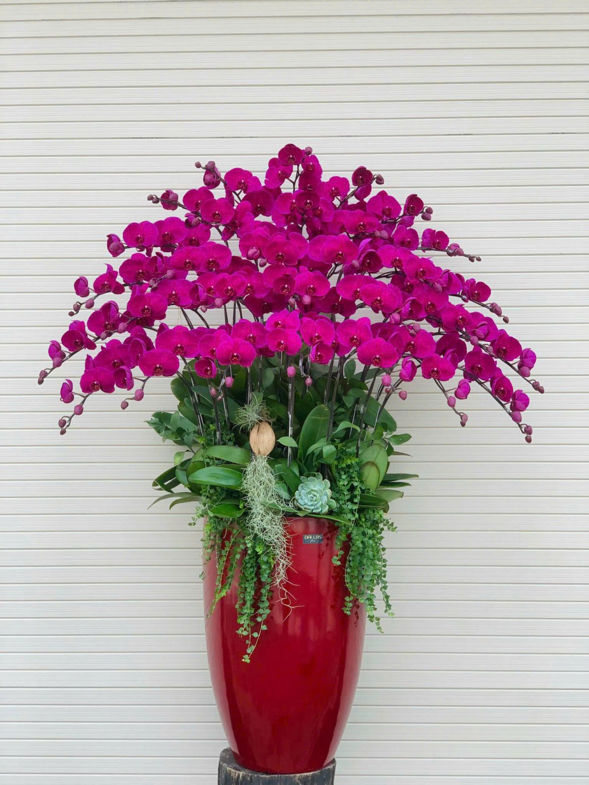 Chậu lan hồ điệp tím dáng cao