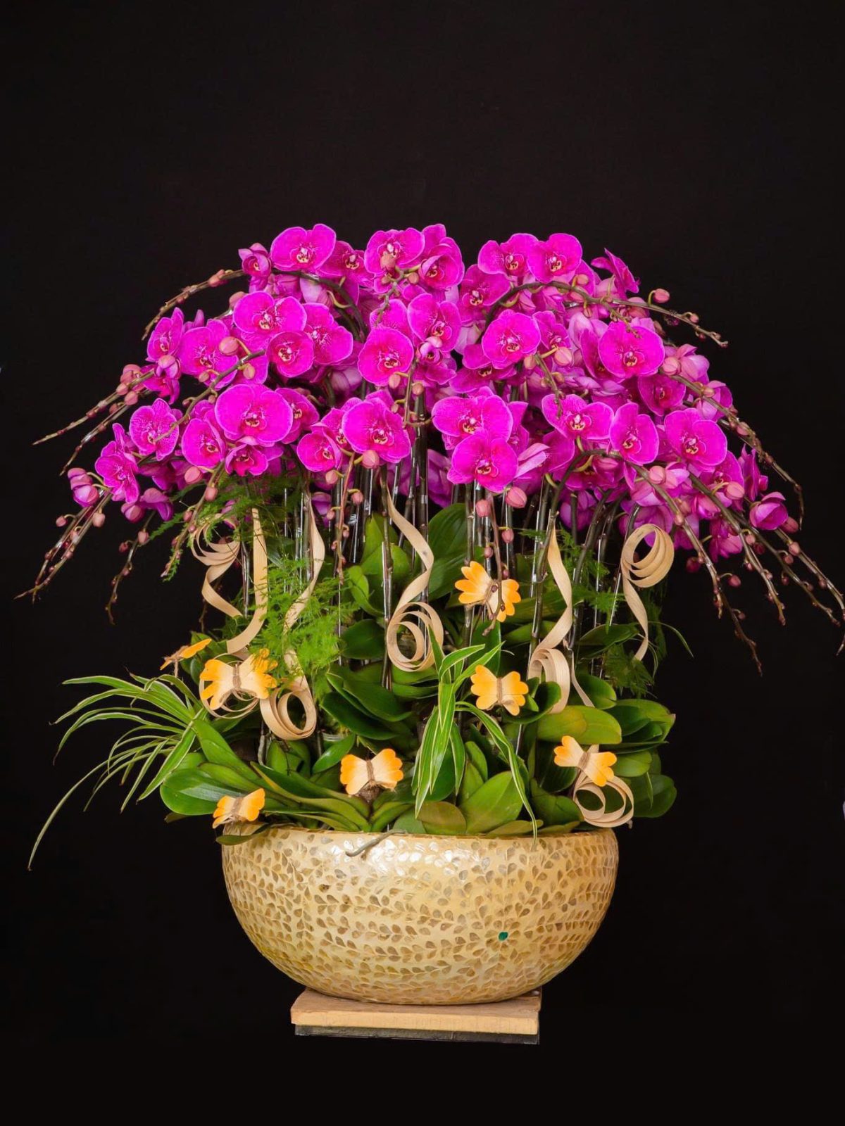 Chậu lan hồ điệp tím ghép tròn