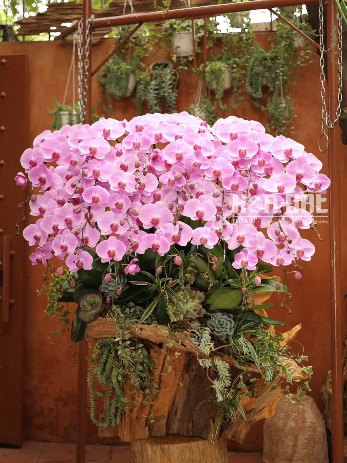 Hoa Lan Hồ Điệp Hồng Ghép Lũa 20 Cây