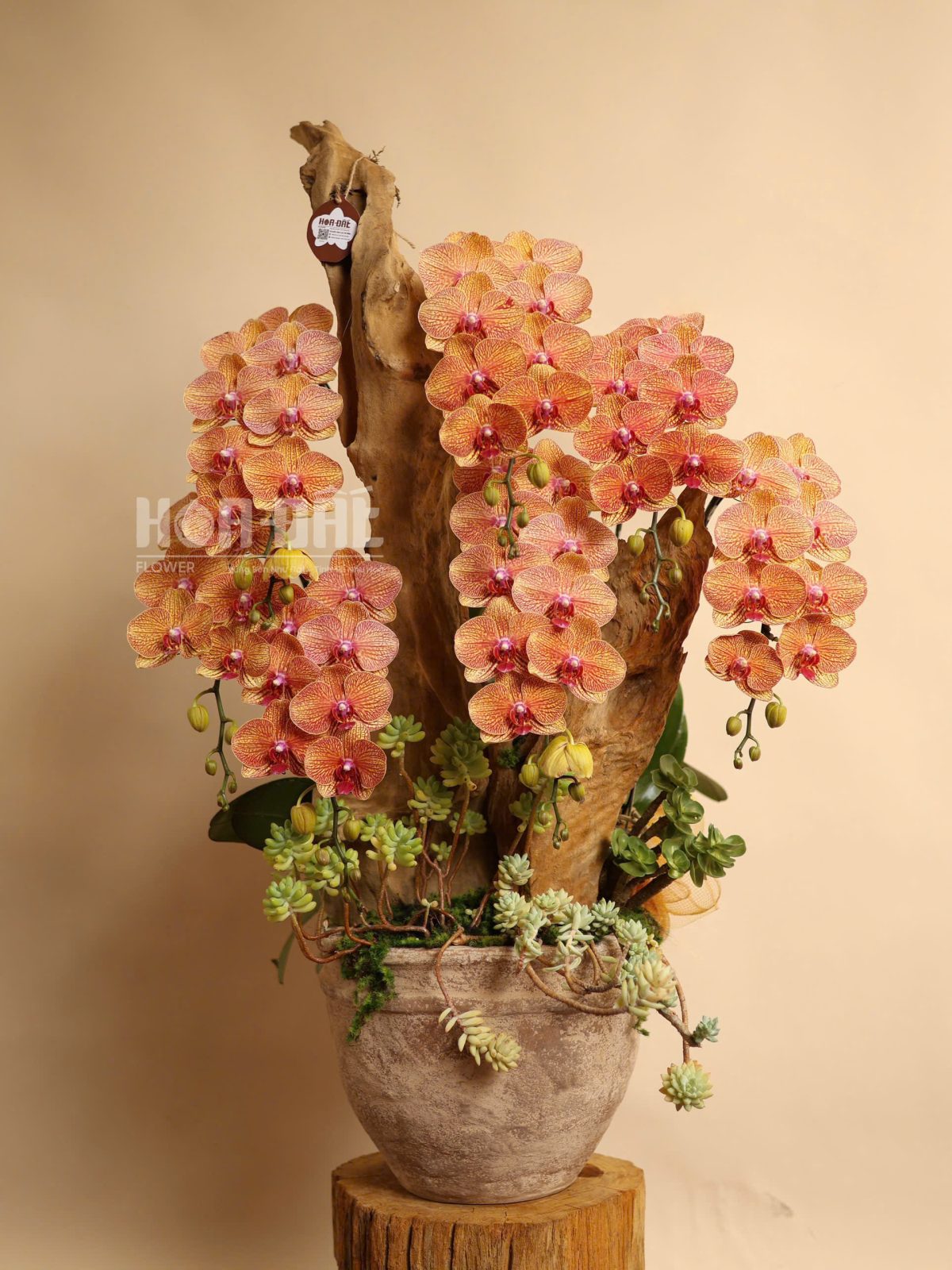 Lan Hồ Điệp Cam Ghép Chậu Nghệ Thuật