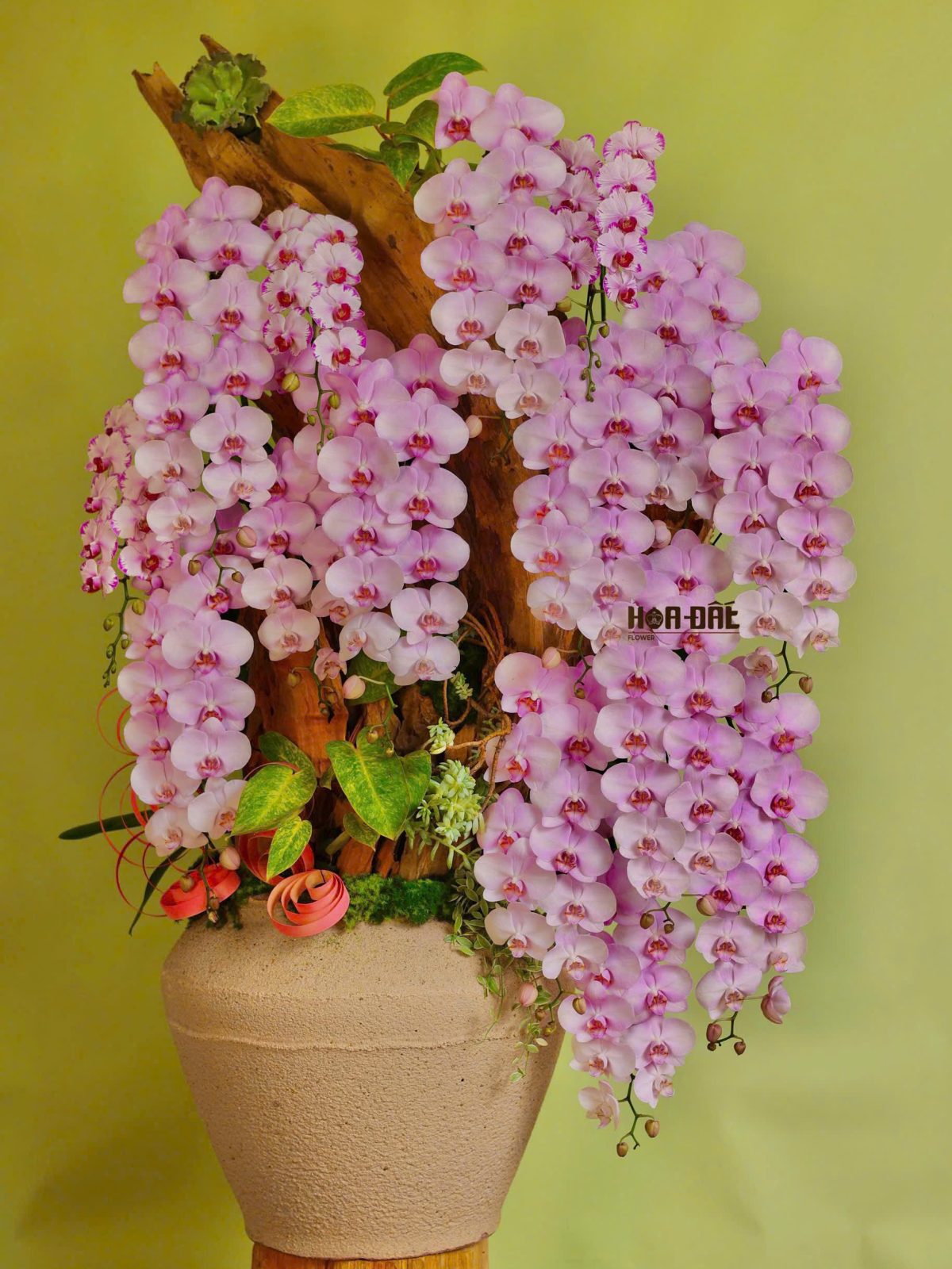 Lan Hồ Điệp Hồng Ghép Chậu Nghệ Thuật