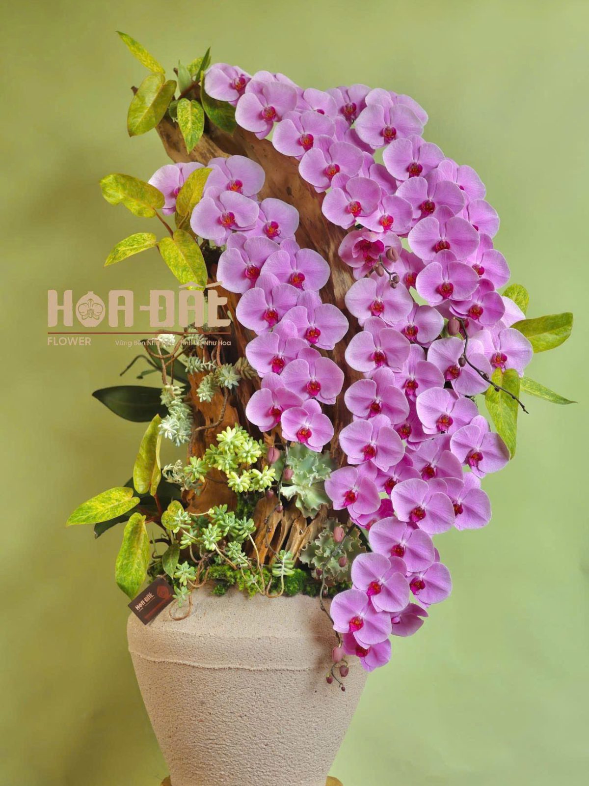 Lan Hồ Điệp Hồng VIP 5.0 Ghép Chậu Nghệ Thuật