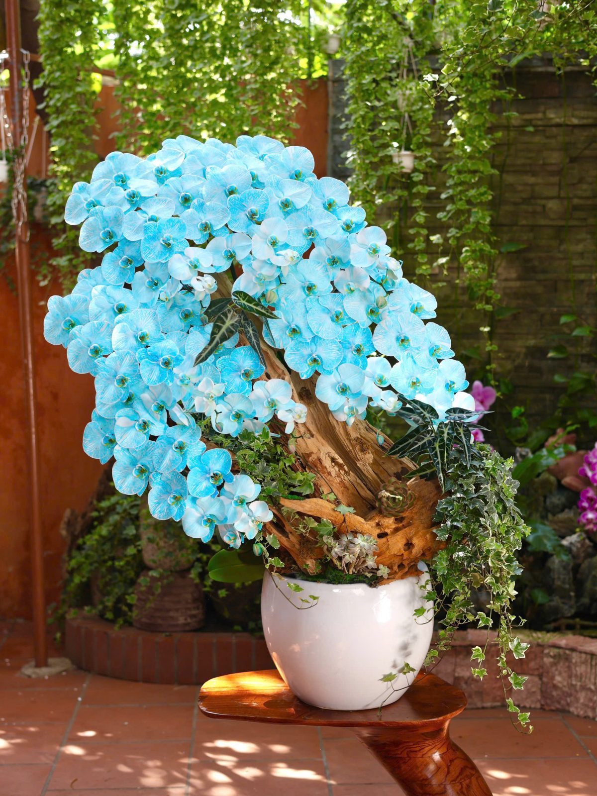 Lan Hồ Điệp Nhuộm Xanh Ghép Chậu Nghệ Thuật