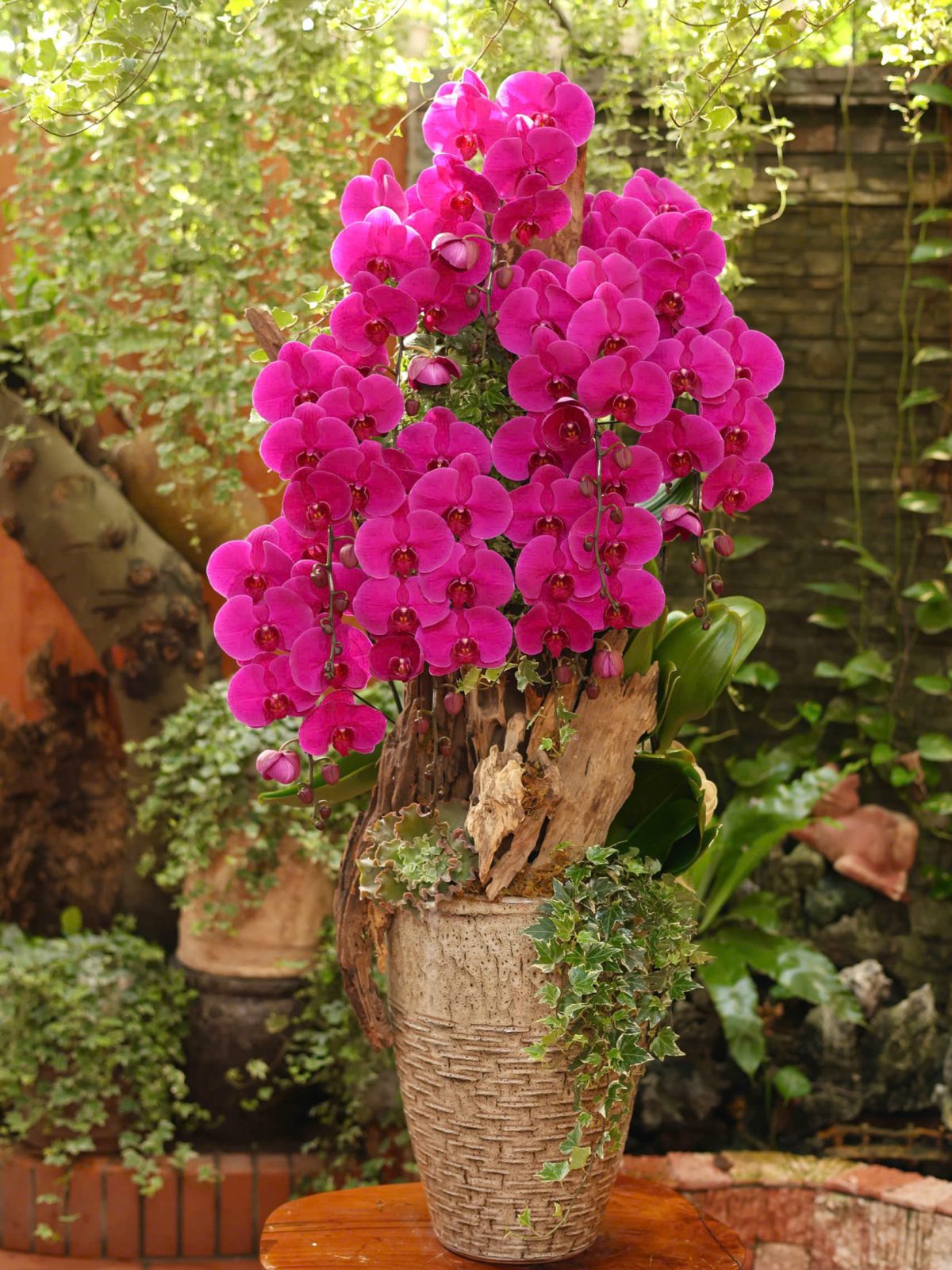 Lan Hồ Điệp Tím Ghép Chậu Nghệ Thuật