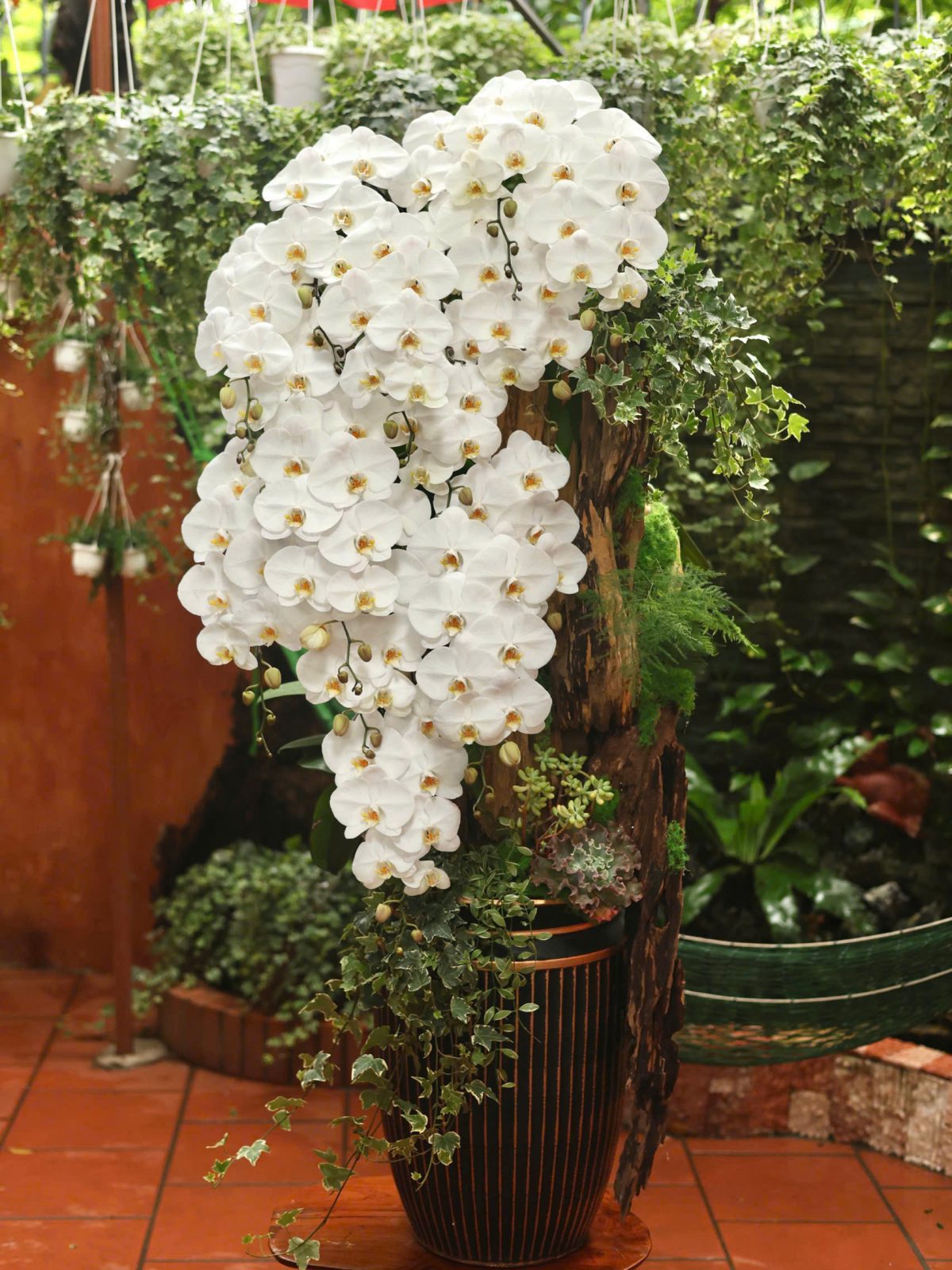 Lan Hồ Điệp Trắng Ghép Chậu Nghệ Thuật