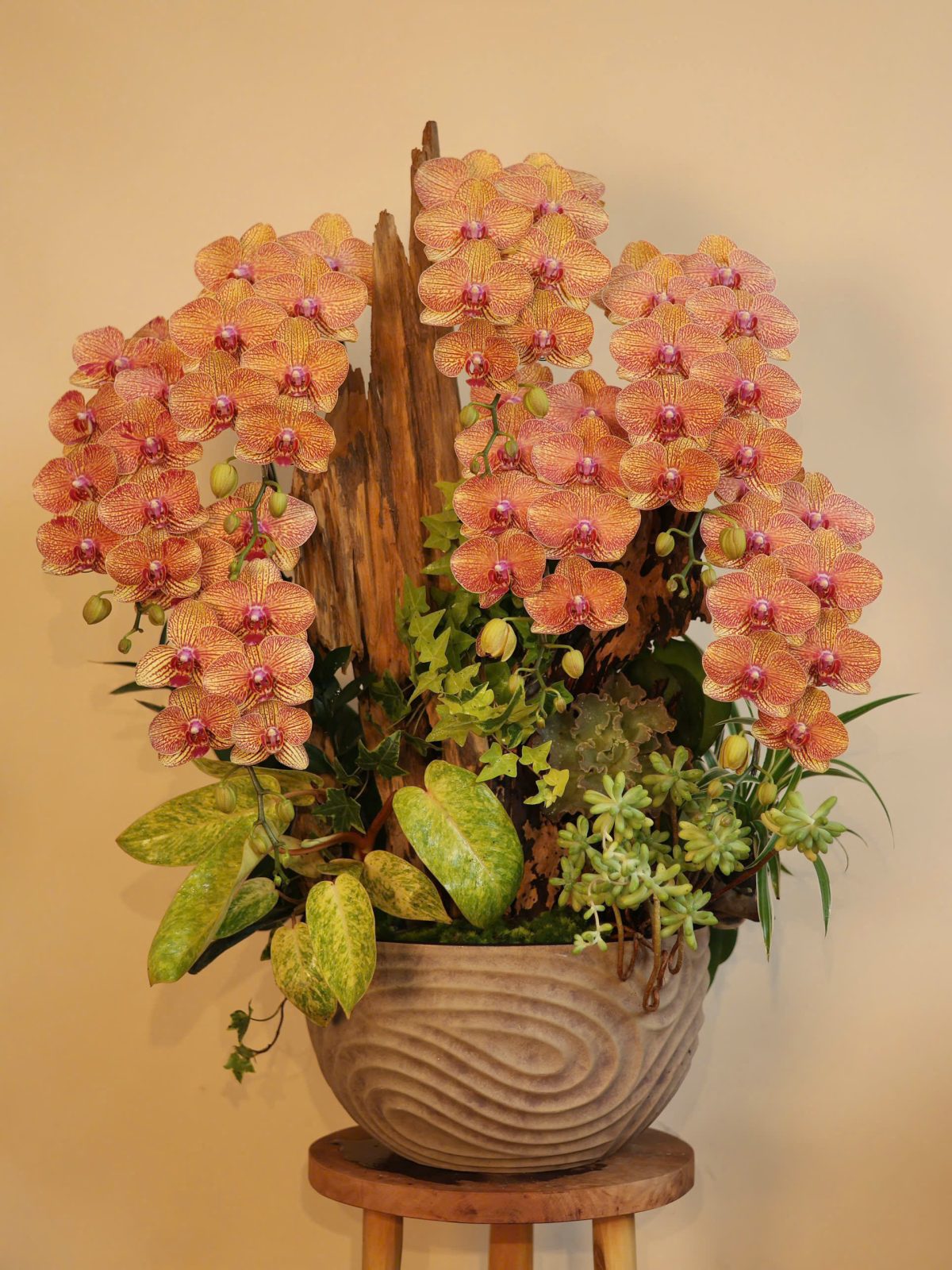 Tiểu Cảnh Hồ Điệp Cam