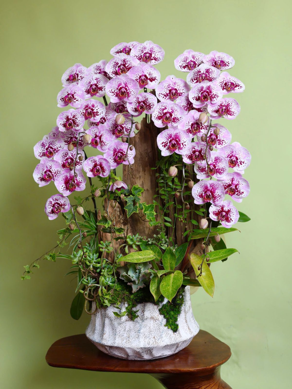 Tiểu Cảnh Hồ Điệp Đột Biến