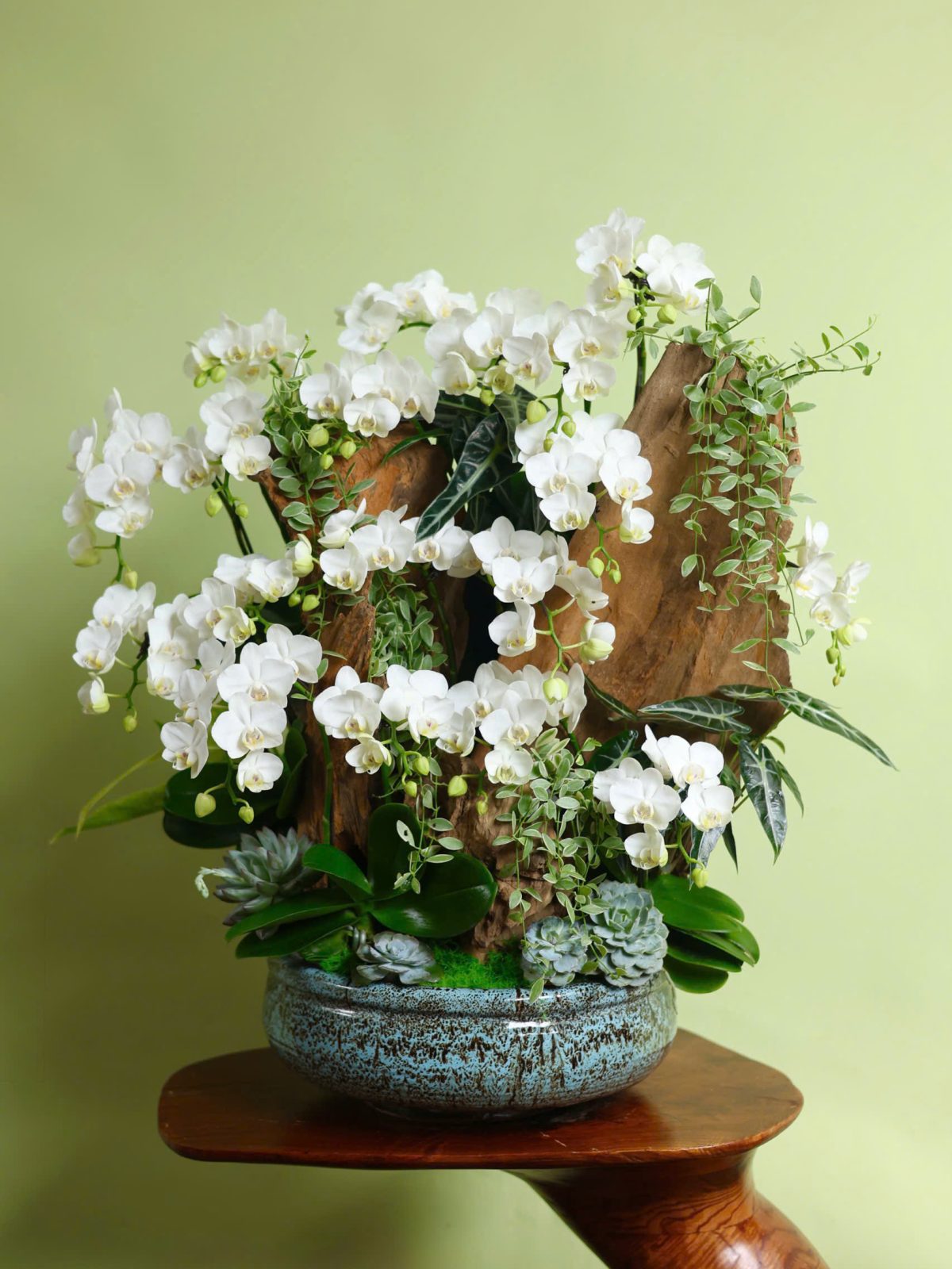 Tiểu Cảnh Hồ Điệp Mini Trắng