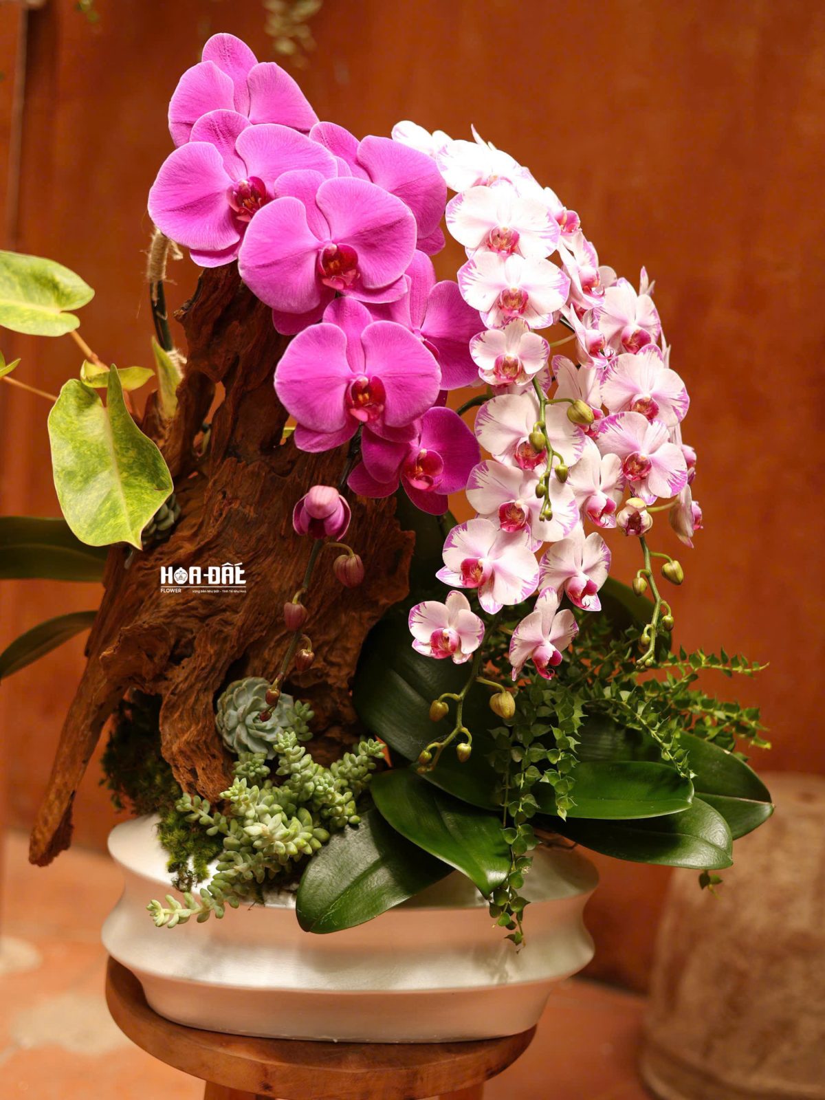 Tiểu Cảnh Hồ Điệp Mix Màu