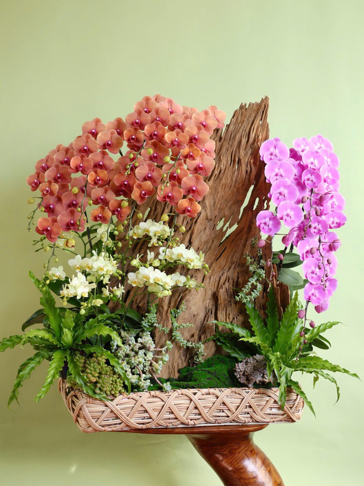 Tiểu Cảnh Hồ Điệp Mix Màu