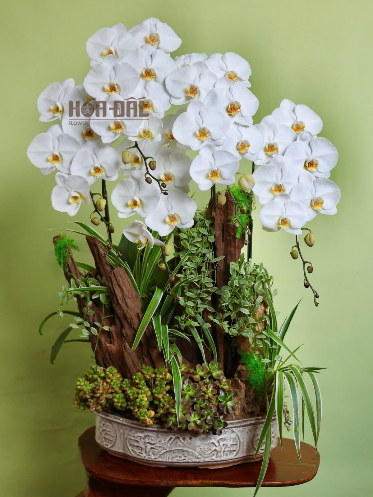 Tiểu Cảnh Hồ Điệp Trắng