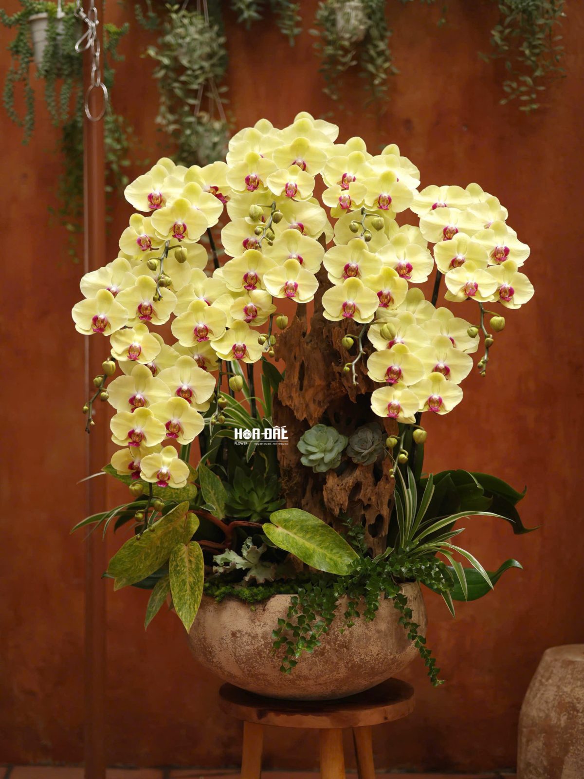 Tiểu Cảnh Hồ Điệp Vàng