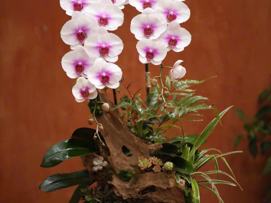 Tiểu cảnh hồ điệp hồng