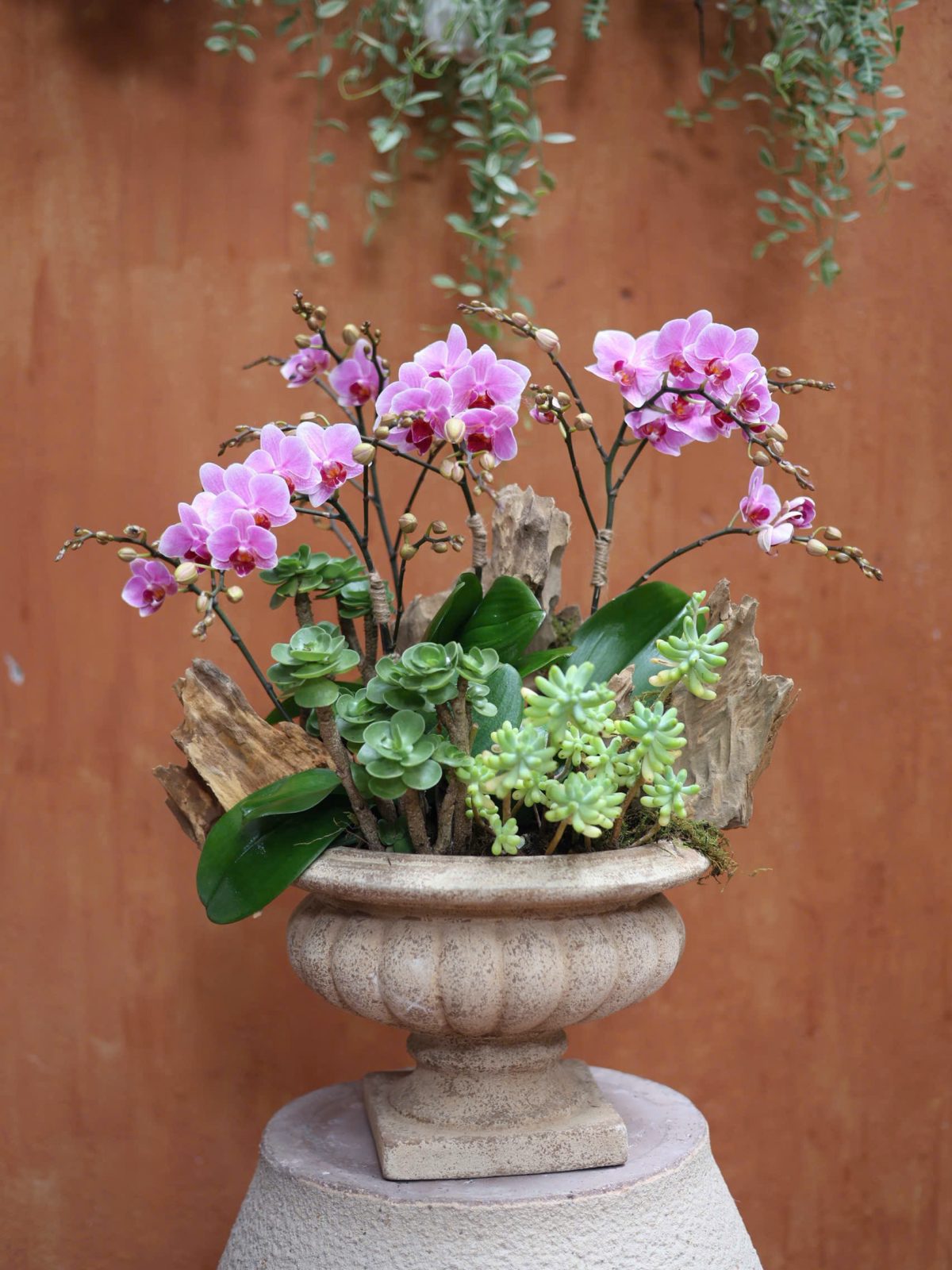 tiểu cảnh hồ điệp mini hồng