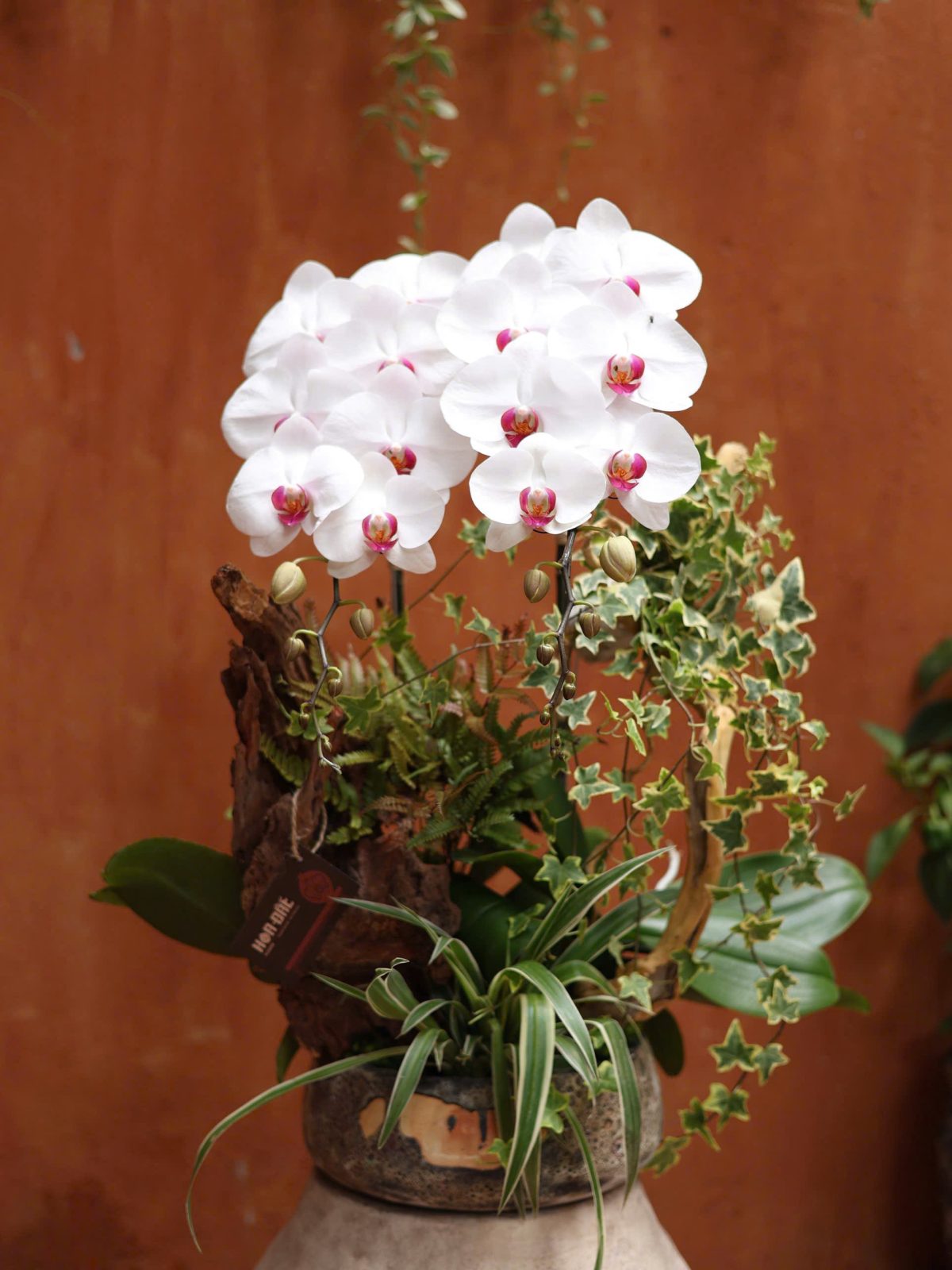 Tiểu cảnh hồ điệp trắng nhụy đỏ