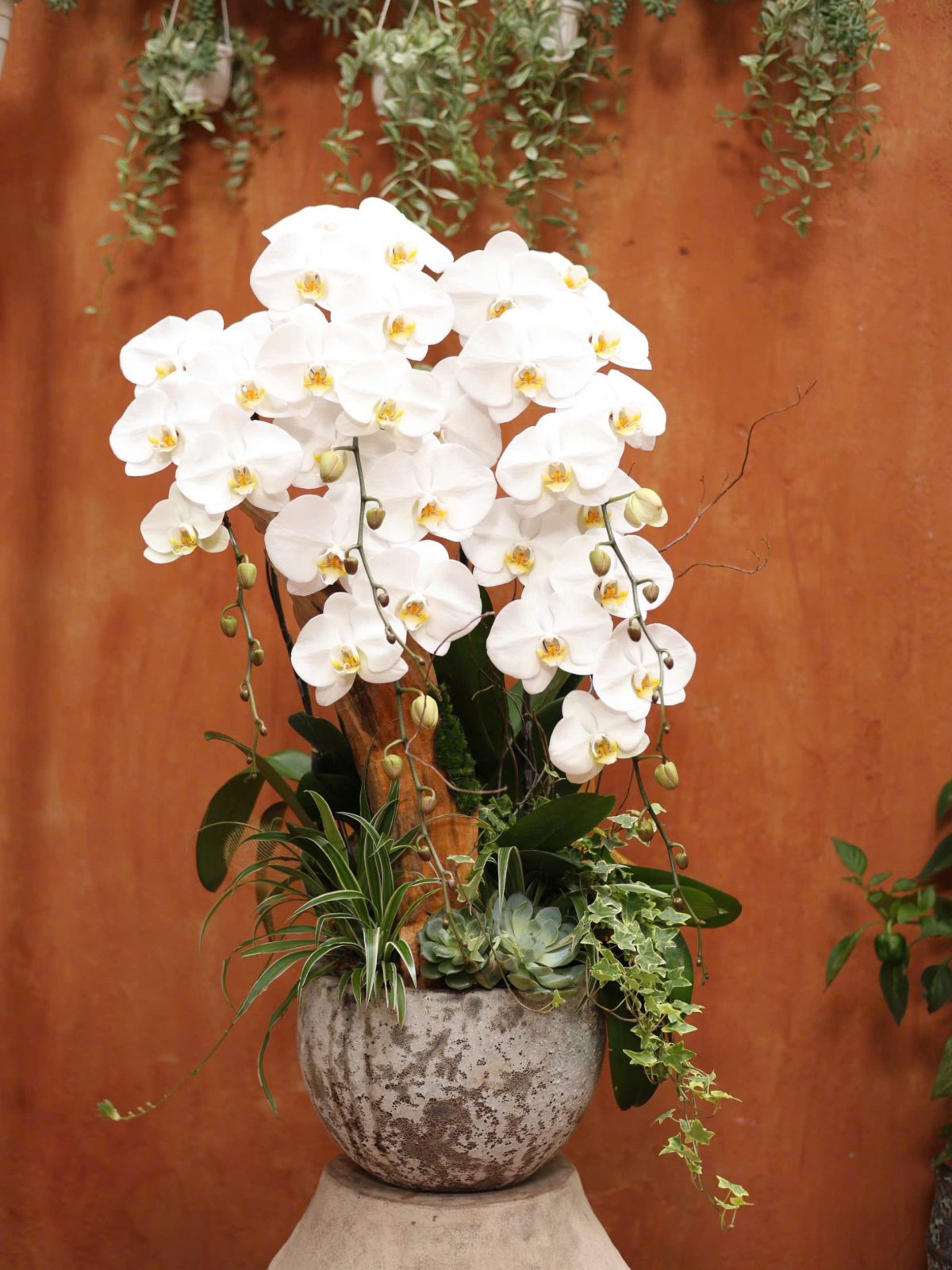 Tiểu cảnh hoa lan trắng