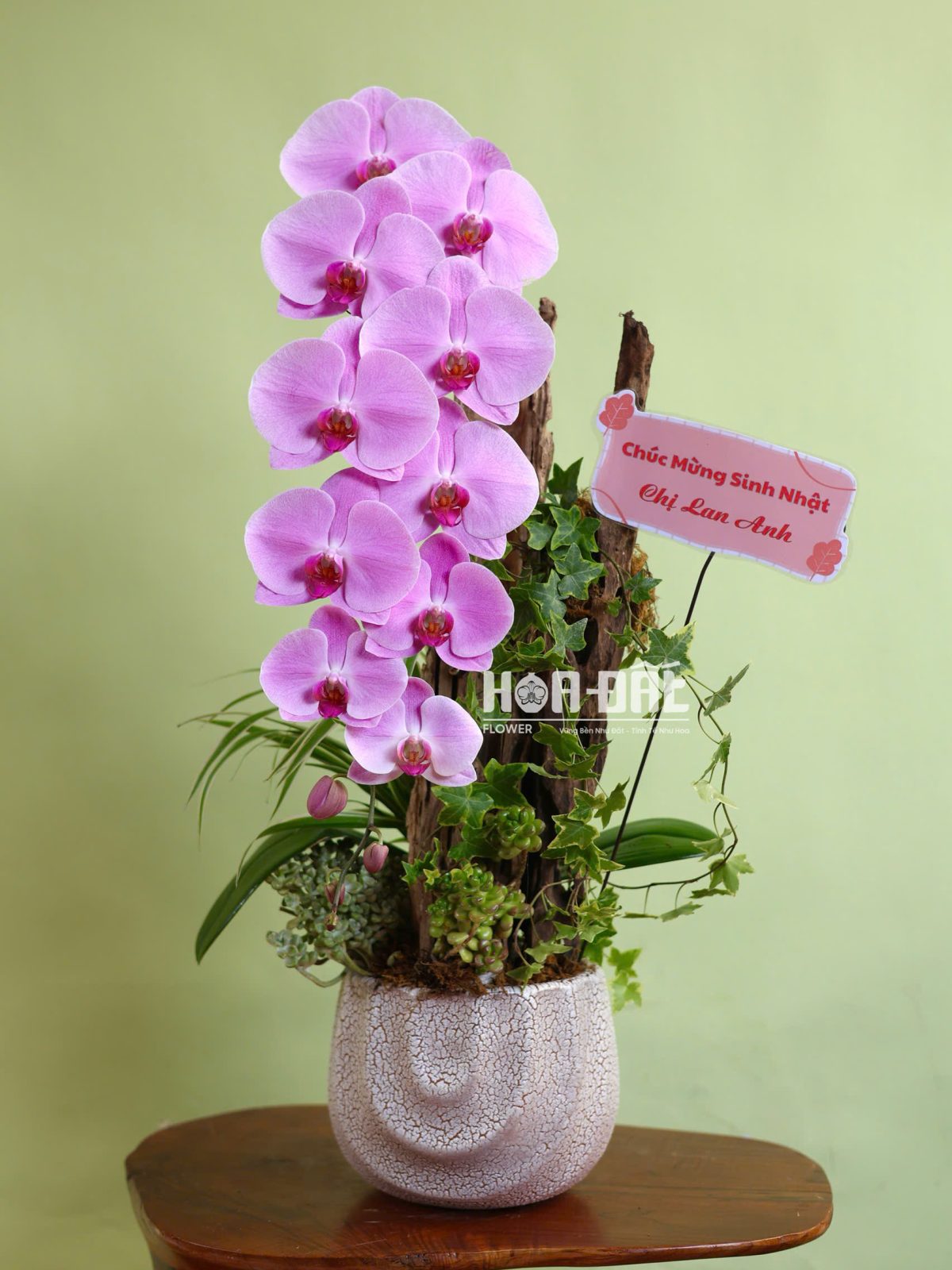 Chậu Lan 1 cây mix lũa