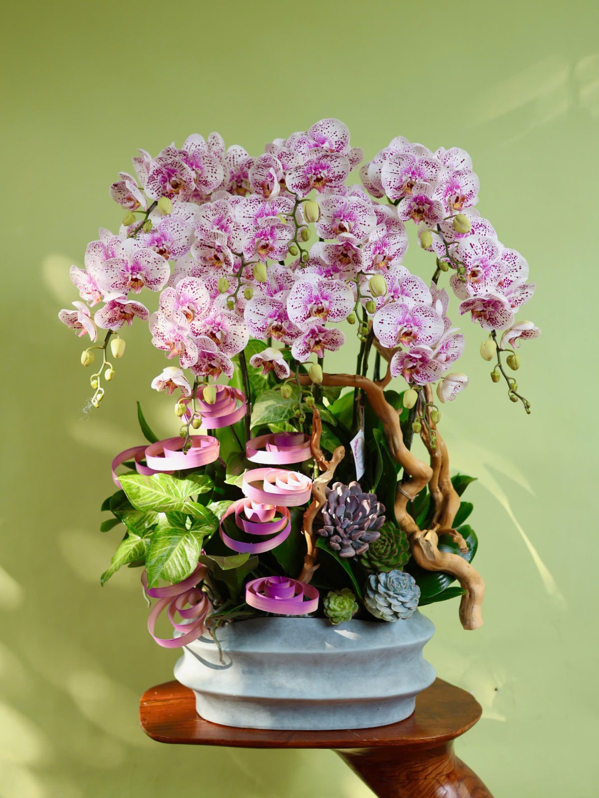 Hoa Lan Hồ Điệp Hồng Đốm Chậu 10c