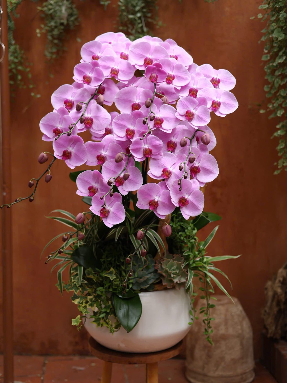 Chậu Lan 7 cây nghệ thuật mix lũa Đỗ Quyên