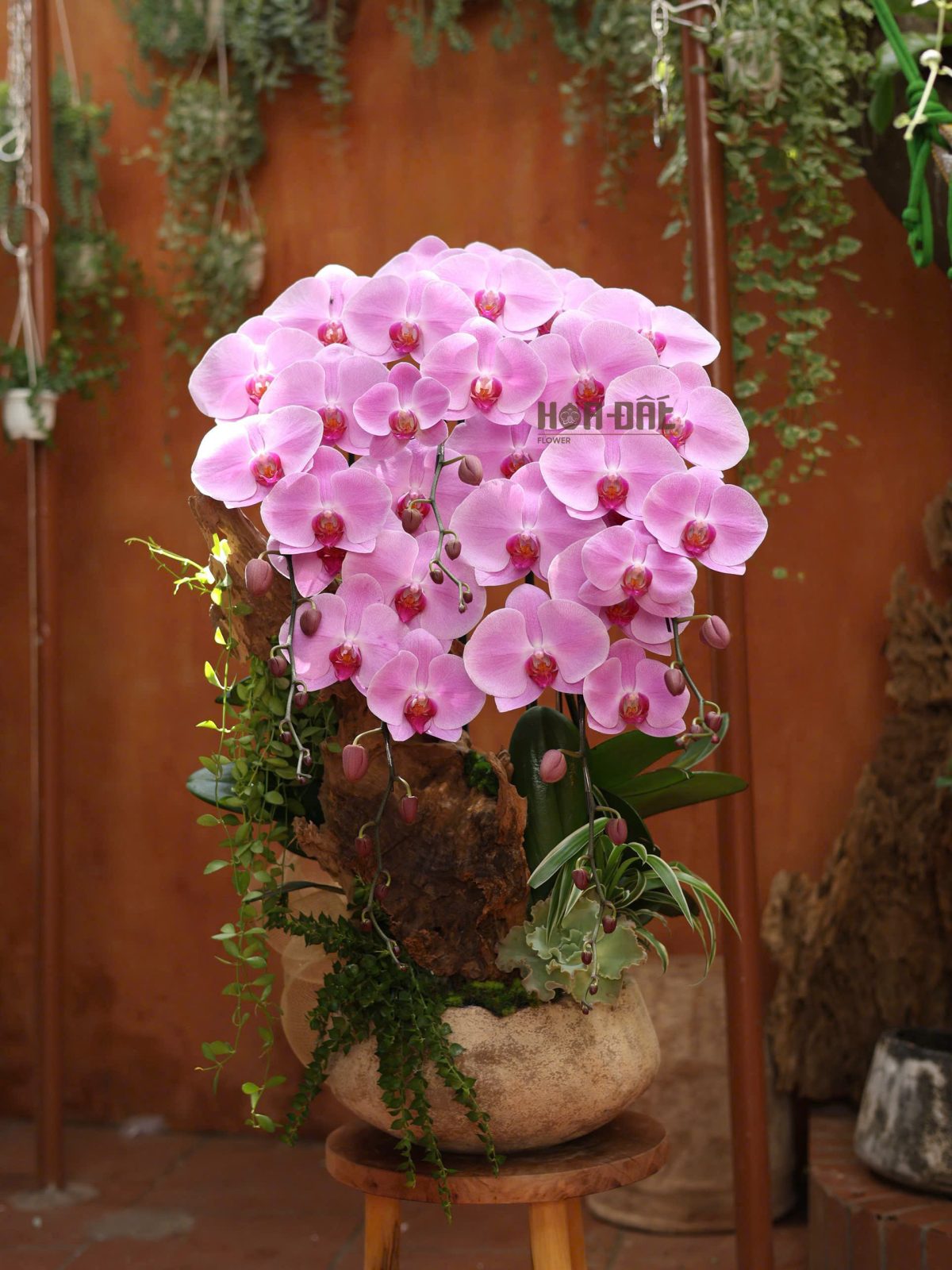 Tiểu Cảnh Hồ Điệp Hồng