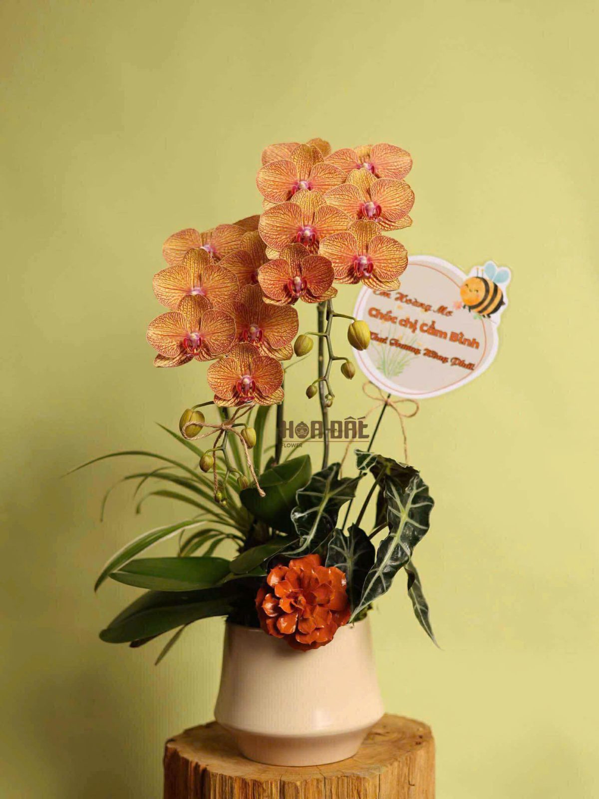 Chậu lan để bàn 2  cây