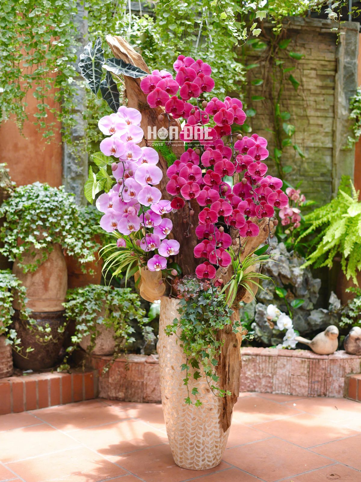 Lan Trồng Chậu Lũa 15c kết hợp chậu Khảm Trai