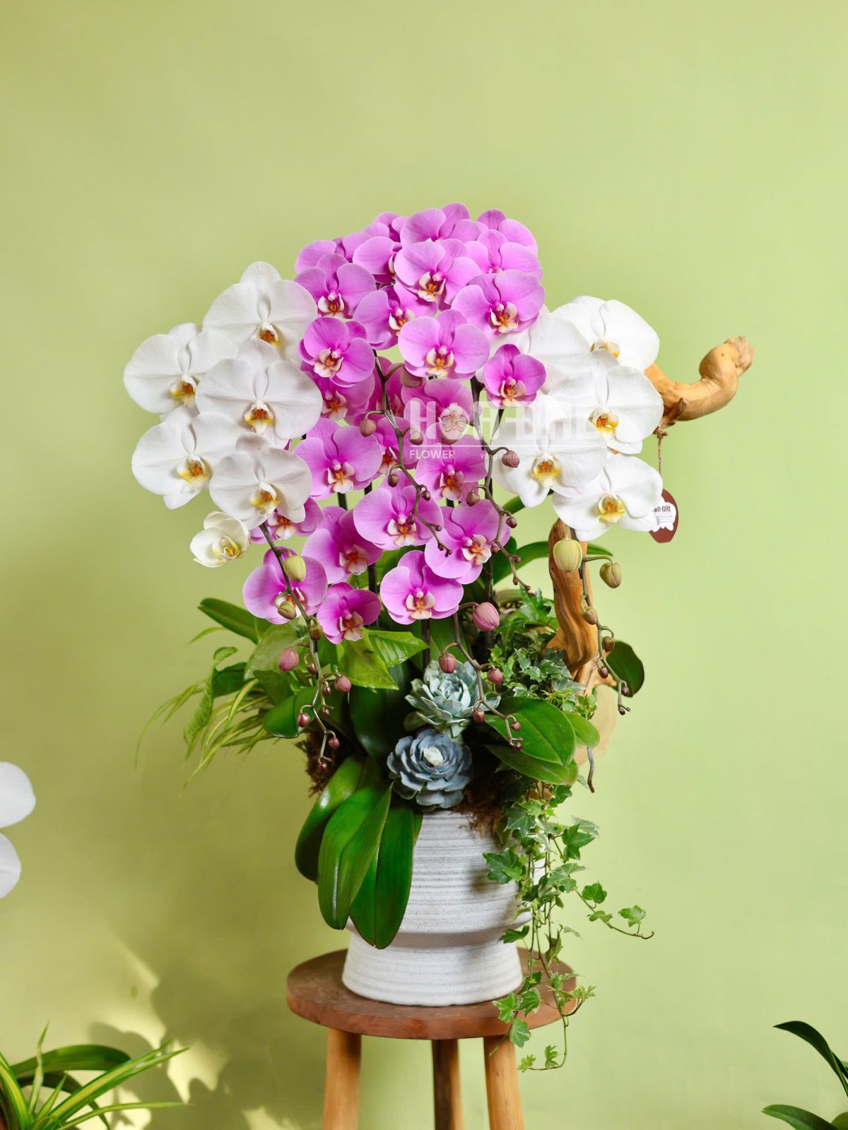 Chậu Lan Hồng Anna Mix Trắng