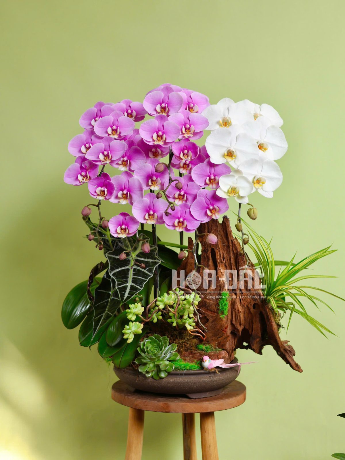 Tiểu Cảnh Lan Anna Mix Trắng