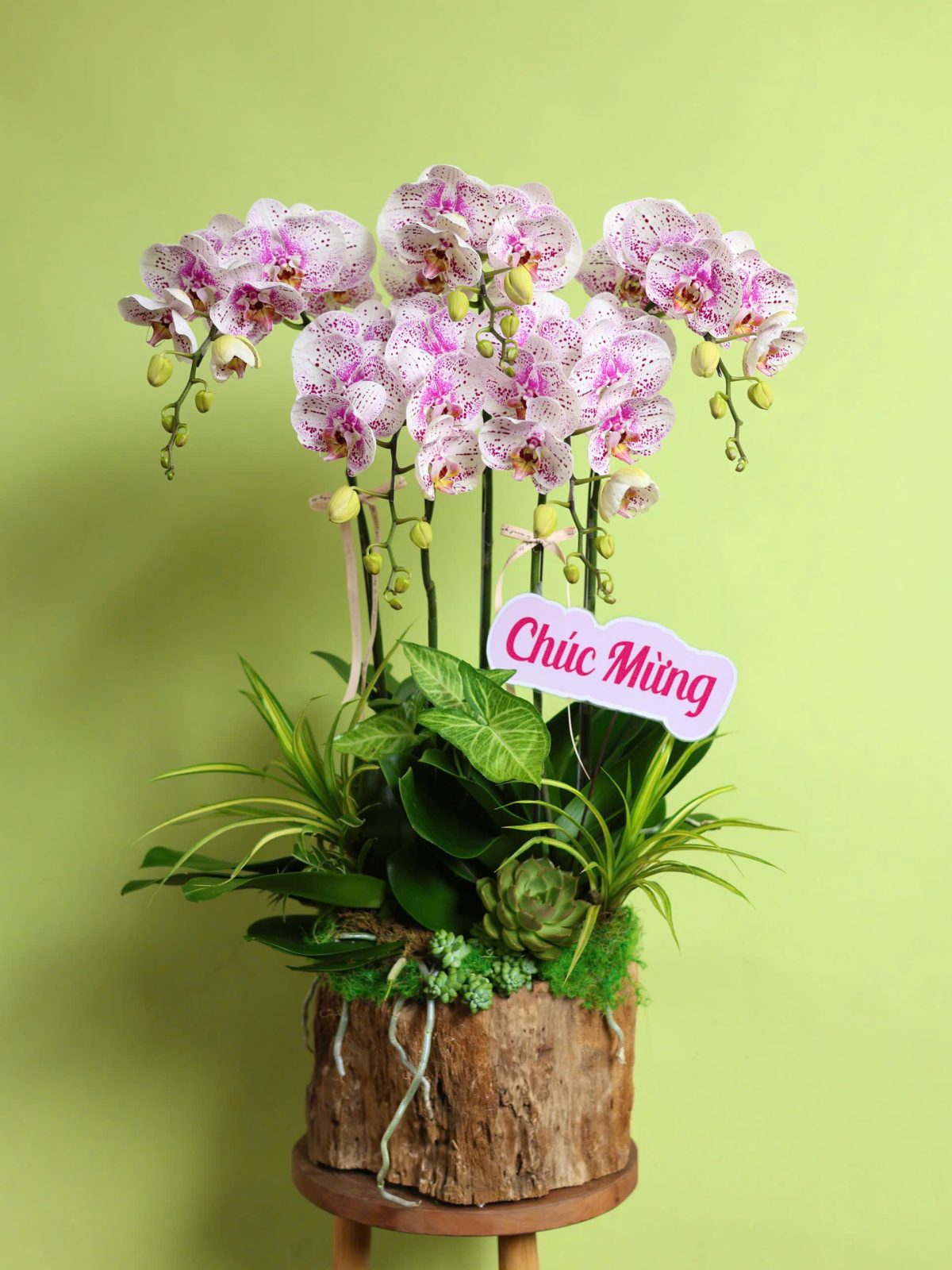 Lan Trắng đột biến kết hợp chậu gỗ