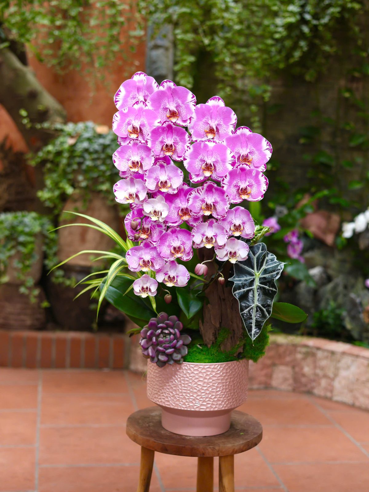 Tiểu Cảnh hồ điệp màu bản đồ kho báu