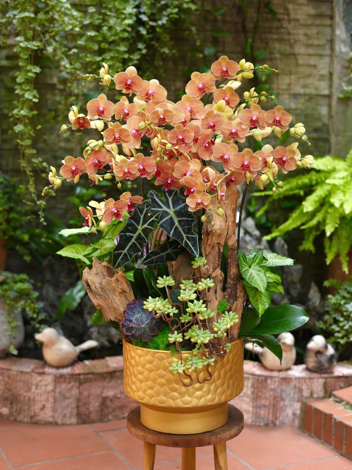 Chậu Lan Cam Sọc 16 Cành  Mix Gỗ Lũa