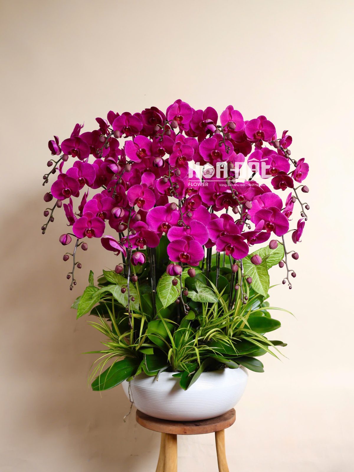 Lan Hồ Điệp "Đỏ Ớt" 18 Cành