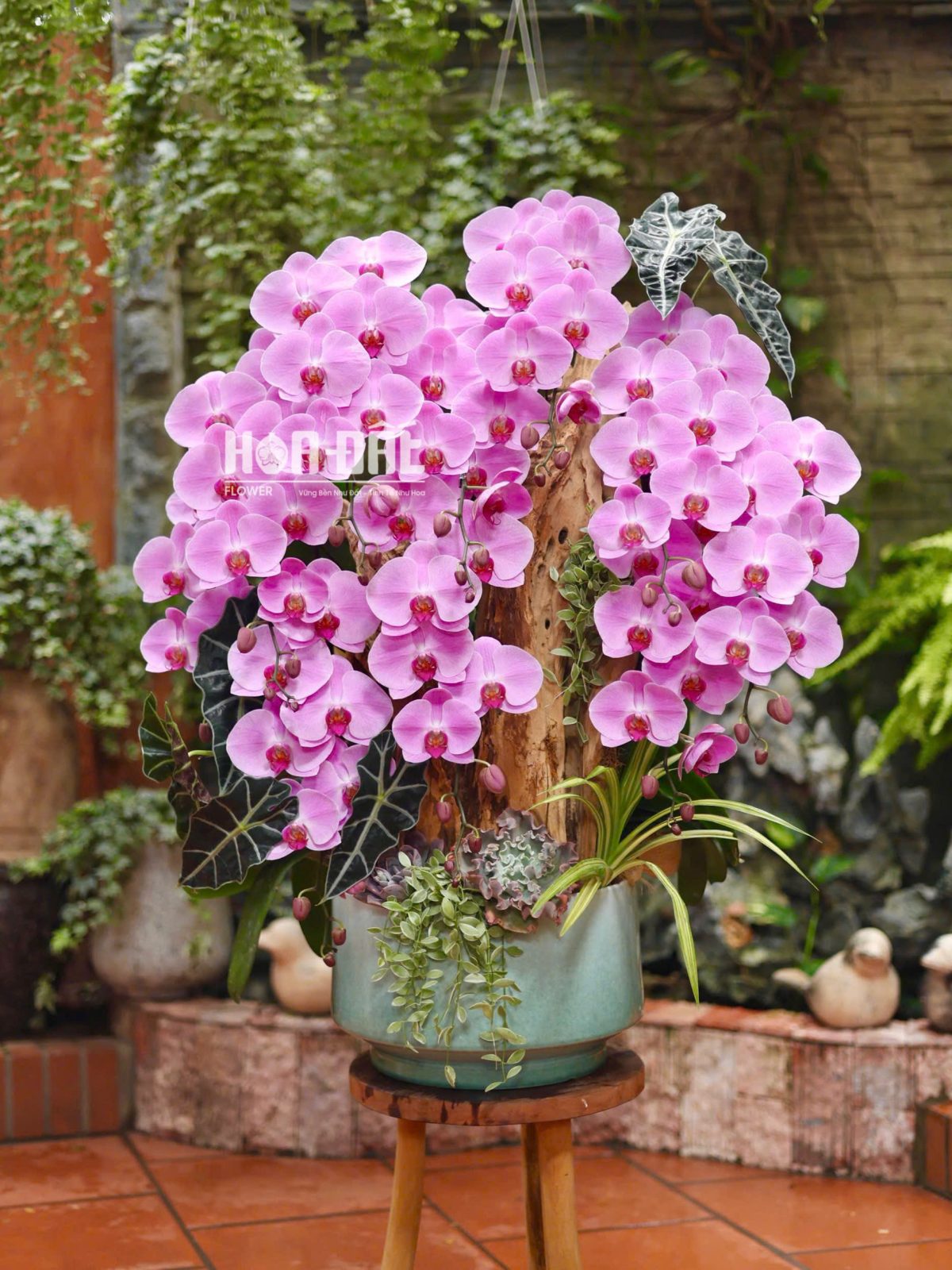 Lan Hồ Điệp Hồng Quốc Dân 10 Cành