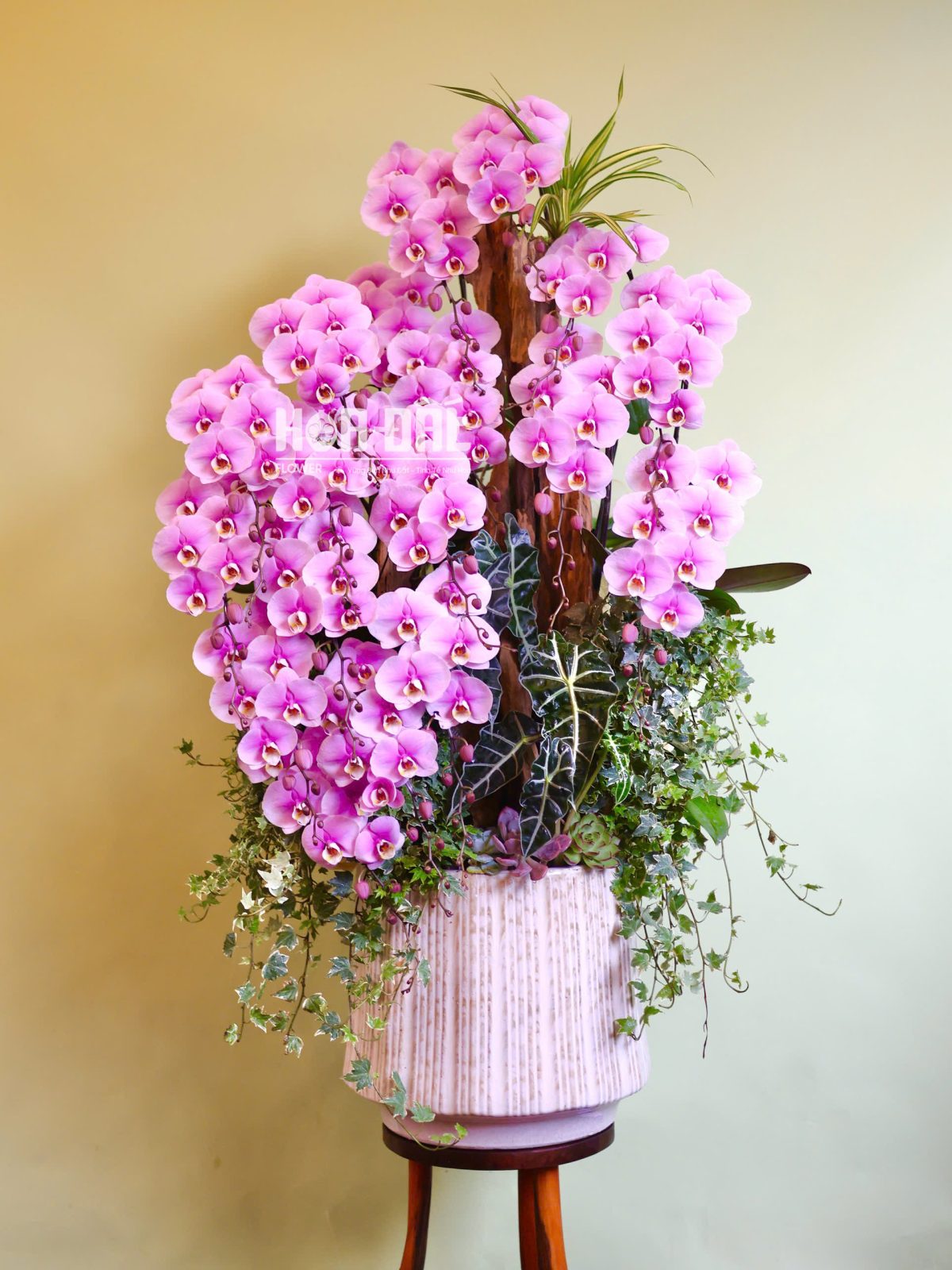 Lan Hồ Điệp Hồng Trồng Lũa 18 cây