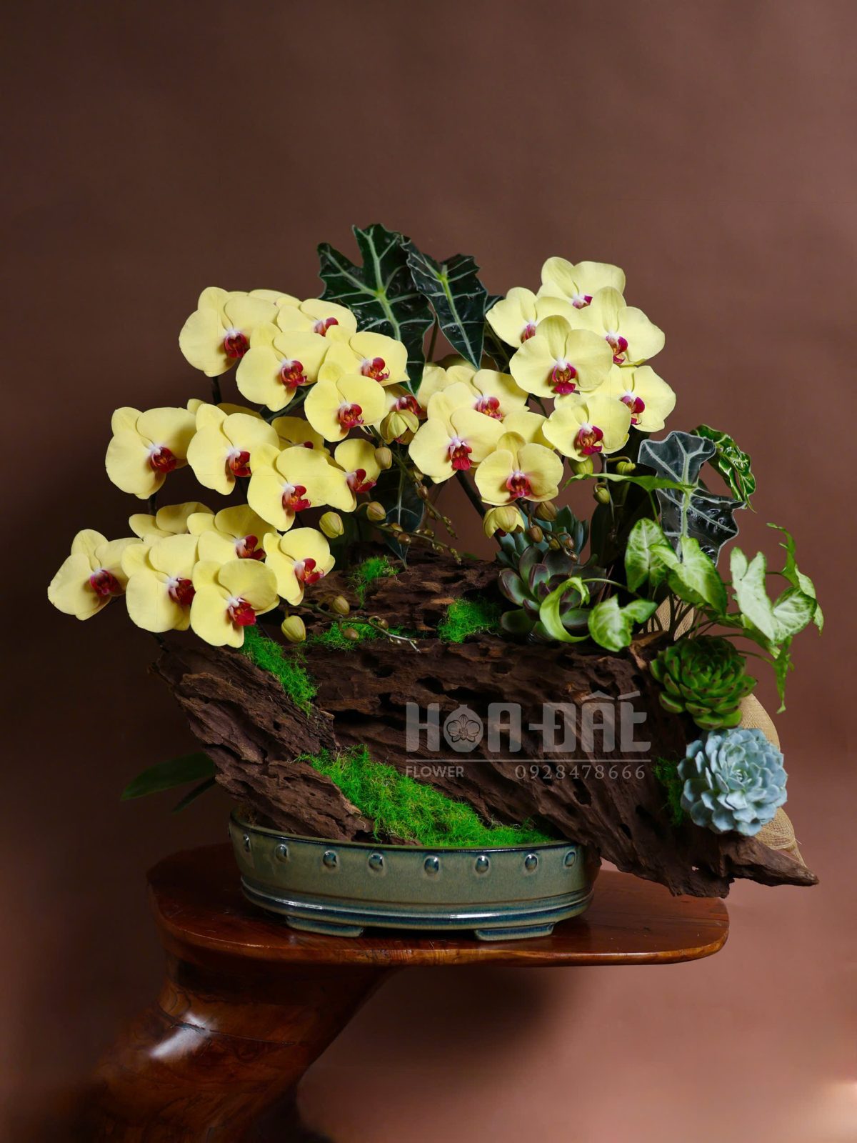 Lan Hồ Điệp Vàng Tiểu Cảnh