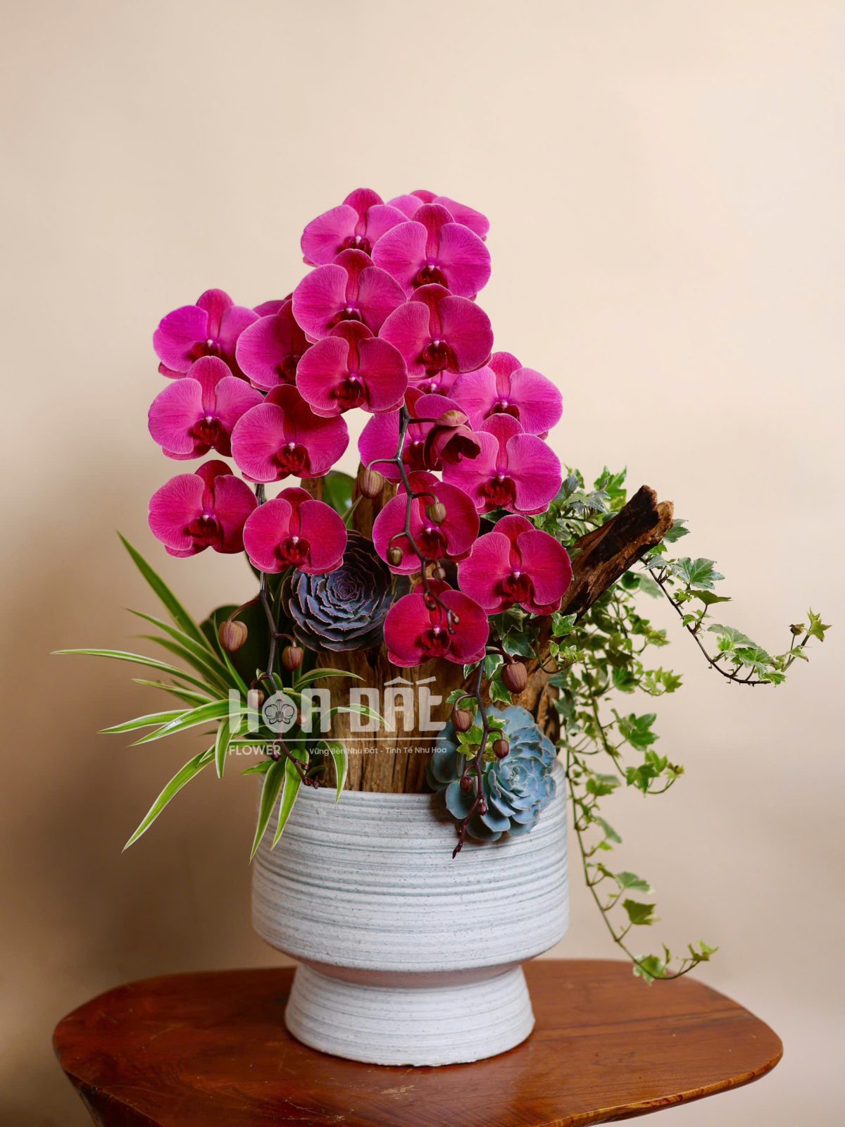 Lan Hồ Điệp Đặt Bàn Làm Việc Chậu 3 Cây