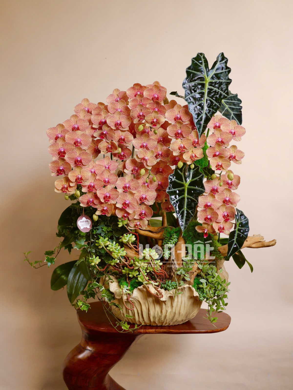 Tiểu Cảnh Lan Hồ Điệp "Cam Sọc" Tặng Chúc Mừng