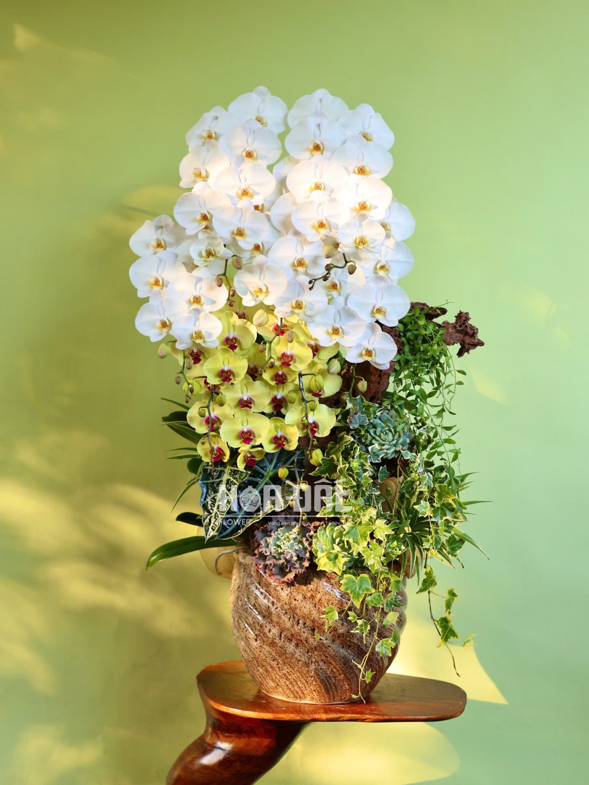 Lan Hồ Điệp 9 Cành - Quà Tặng Sinh Nhật Sếp Nam