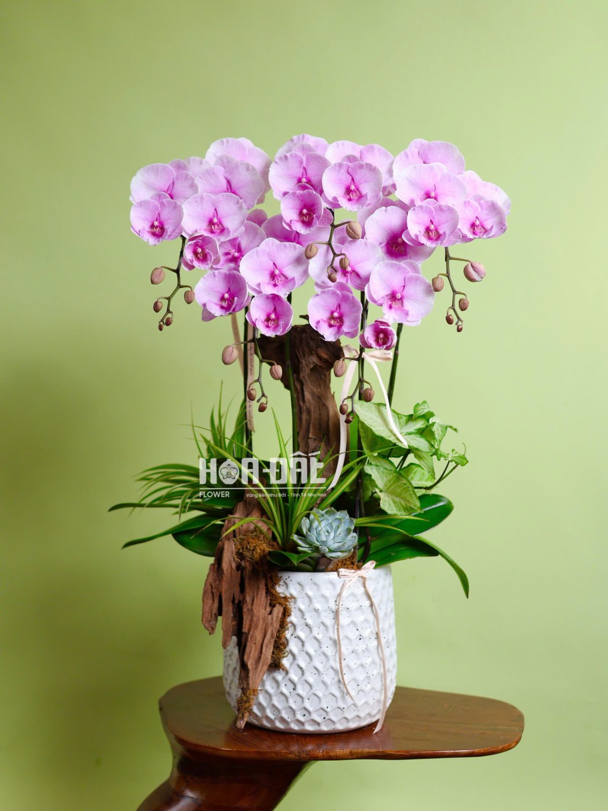 Lan Hồ Điệp Nghệ Thuật 5 Cành Mix Lũa