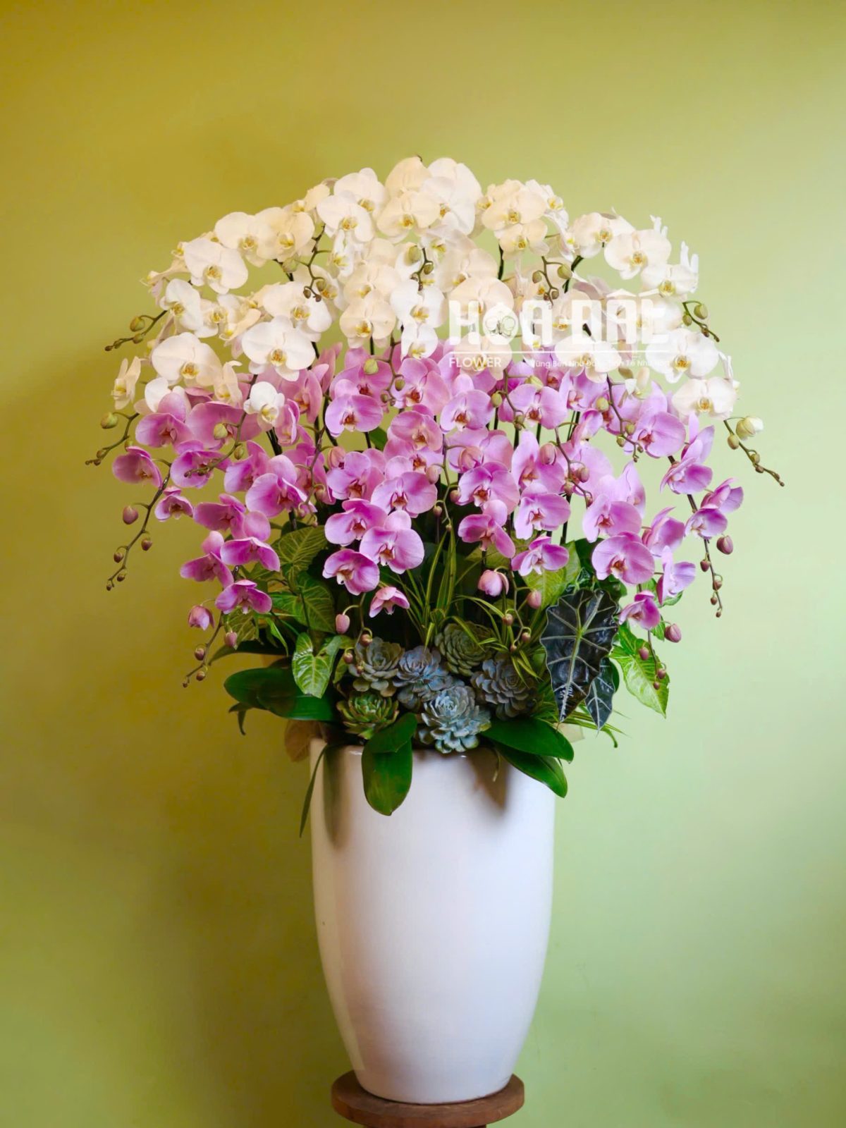 Lan Hồ Điệp Trắng Mix Hồng 20 Cành - Quà Tặng Sinh Nhật