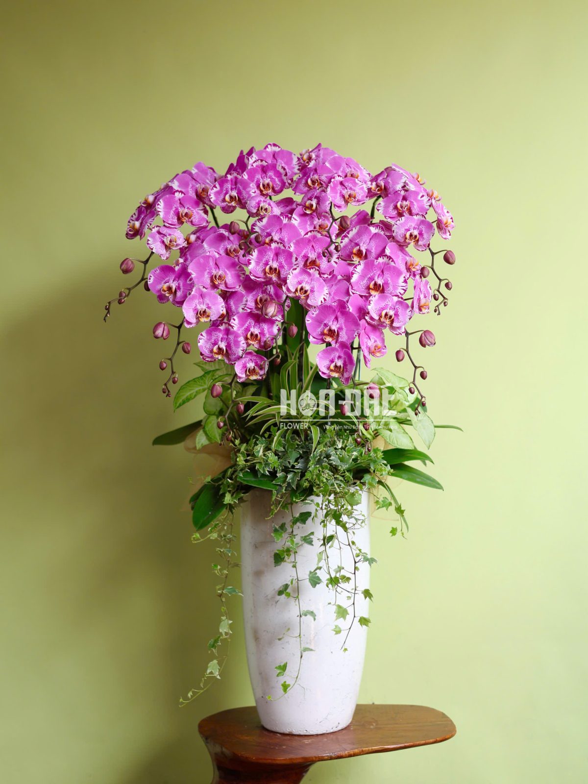 Lan Hồ Điệp Bản Đồ Kho Báu 9c